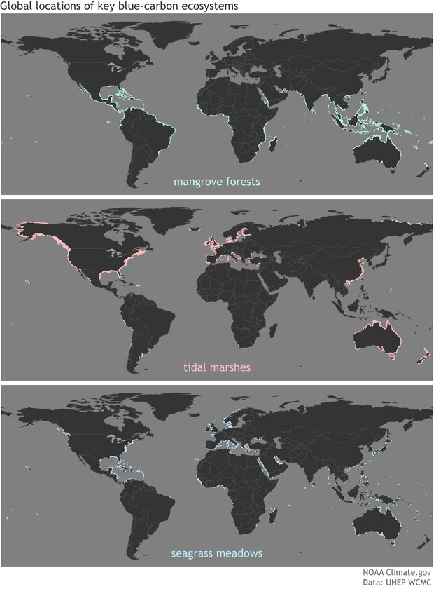 Trio of three global maps showing the global location of mangroves, tidal marshes, and seagrass beds