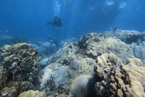 Diver at Cheeca Rocks