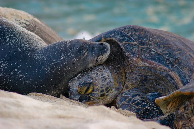 Close-up shot of monk seal and a sea turtle sleeping with their heads touching
