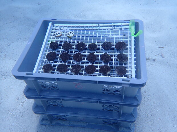 Trays of coral pucks on seafloor