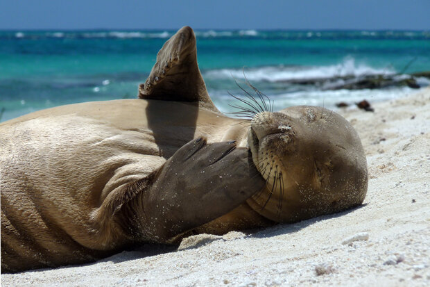 Monk seal lying on its back in the sand