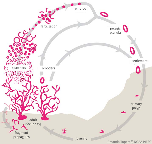 Coral life cycle schematic