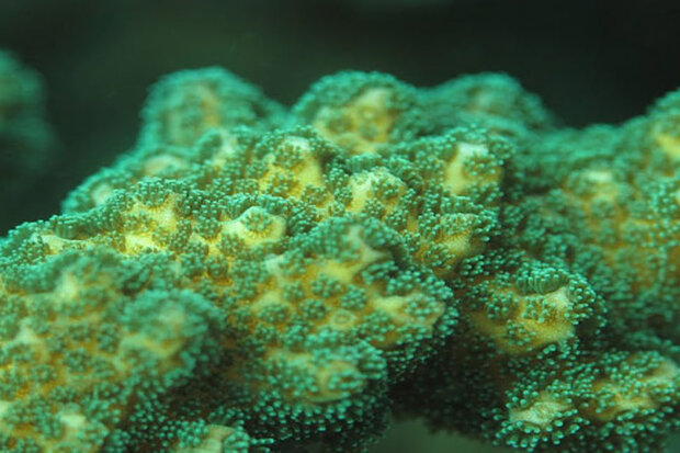 Healthy green coral