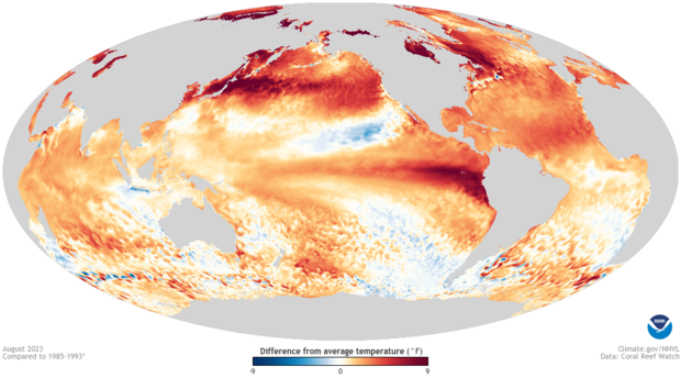 Global image centered on Pacific ocean of sea surface temperature anomalies for August 2023. Reds located almost everywhere across the global ocean indicate above-average sea surface temperatures.