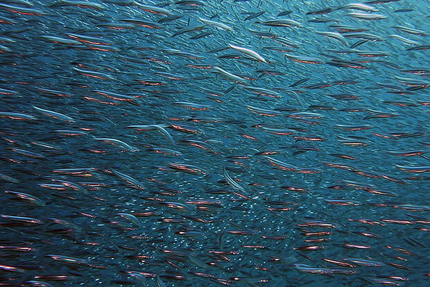 School of fish near water surface