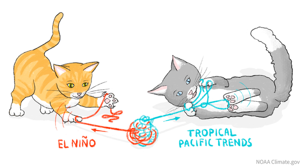 Cats doing attribution science