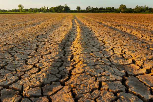 Parched agricultural field