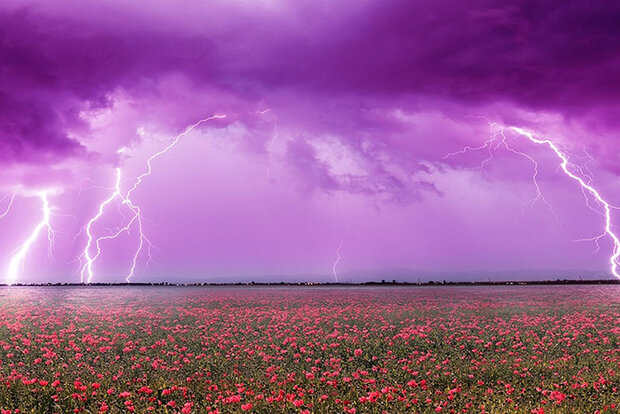 Lightning strike in background, flowers in foreground