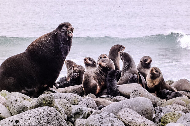 Fur seals on rocks near ocean