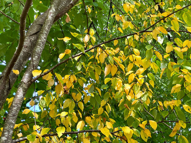 birch tree leave showing fall color ahead of the season due to drought