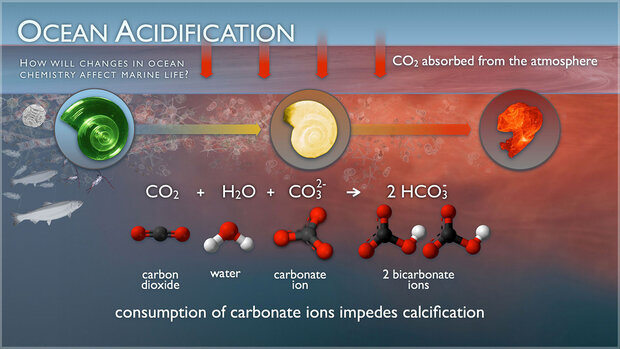 An informative graphic displaying ocean acidification