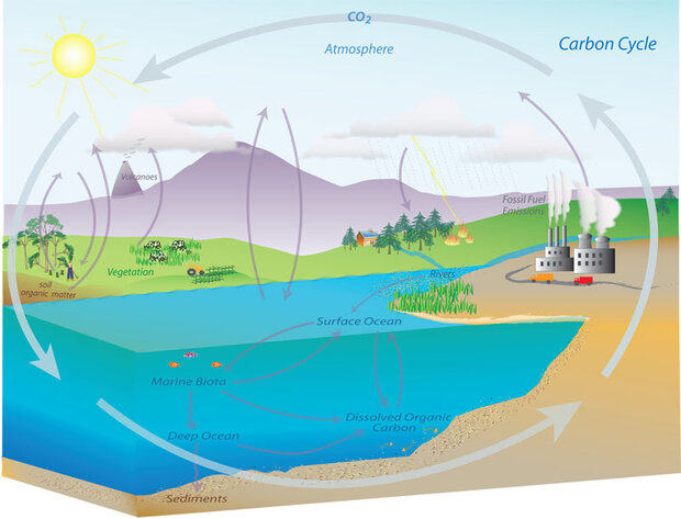 An informative graphic depicting Carbon Cycle