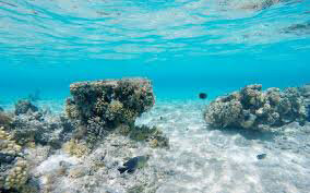 Ocean acidification in a coral reef