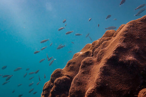Fish swimming over coral