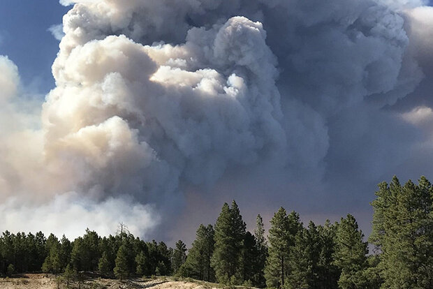 Wildfire plume over forest