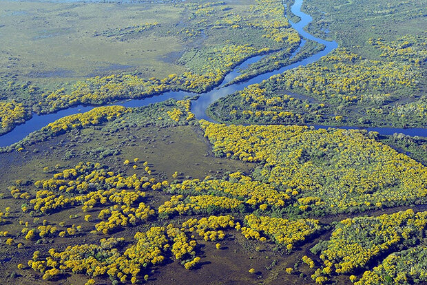 Aerial photo of wetland
