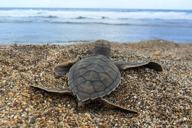 A small green sea turtle hatchling facing the ocean from atop a ridge of sand