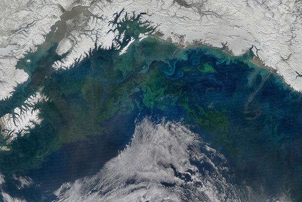 Satellite image of phytoplankton bloom