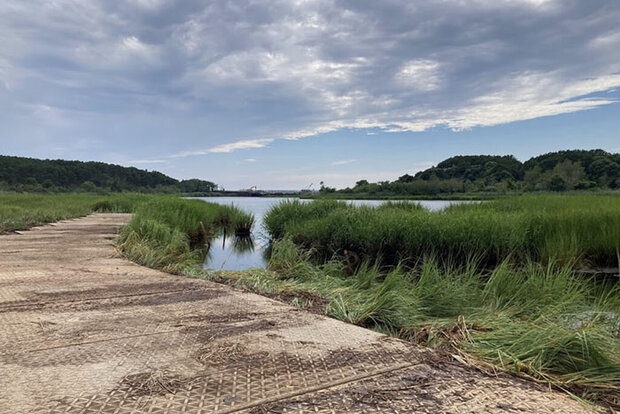 Salt marsh photo