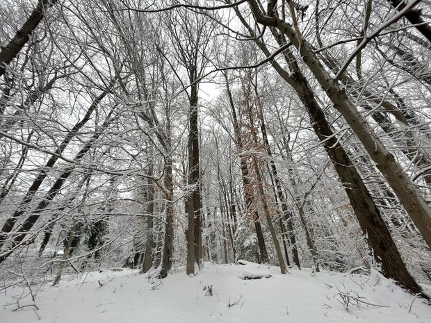 photo of snowy forest