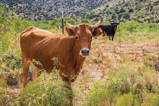 Photo of cows in pasture land