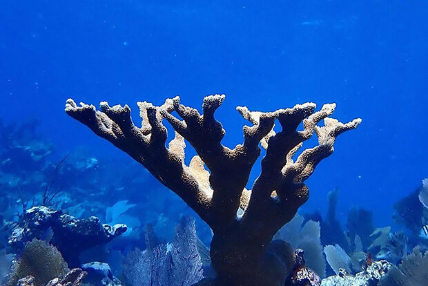 Underwater photo of Elkhorn coral