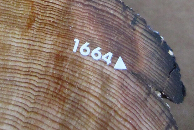 Photo of tree ring with year 1664 annotated
