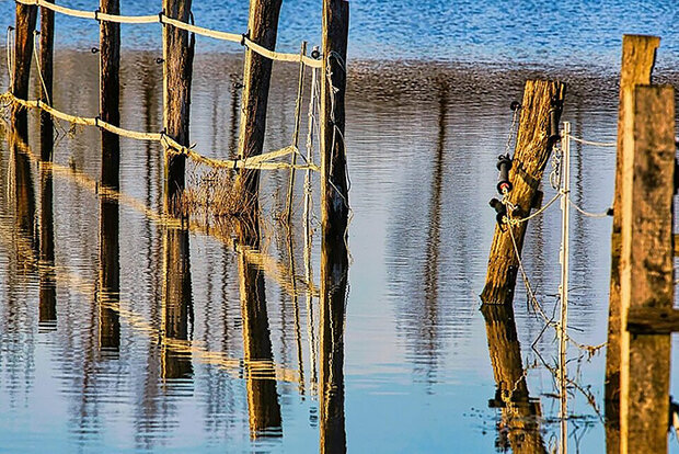 Fenceposts emerging from water