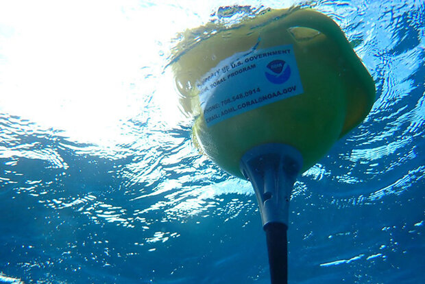 Underwater photo of reef restoration material