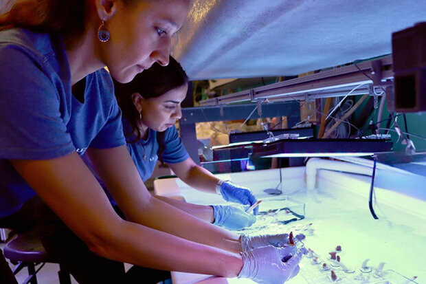 Researchers handling coral samples in tank