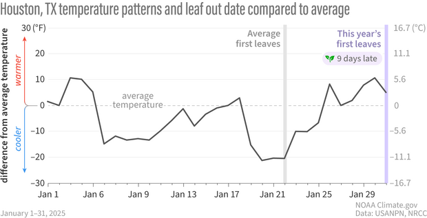 Line graph showing how much cooler or warmer than average it was in Houston, TX in January 2025.