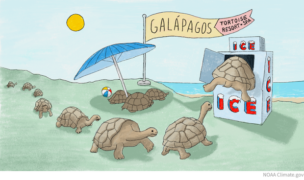 Cartoon showing tortoises queuing up to sit in an ice machine