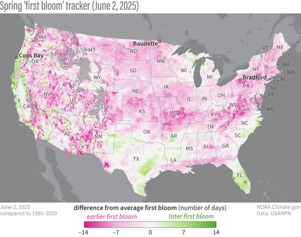 U.S. map showing timing of first flowers of 2025 spring season