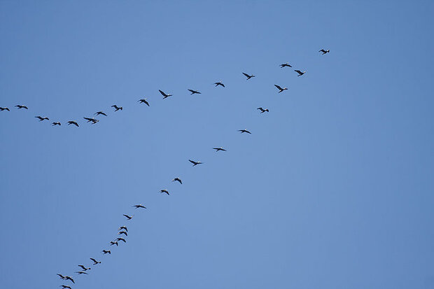 Flock of great cormorant birds, flying in a V-shape against a blue sky