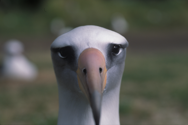 Head shot of an albatross staring directly into camera