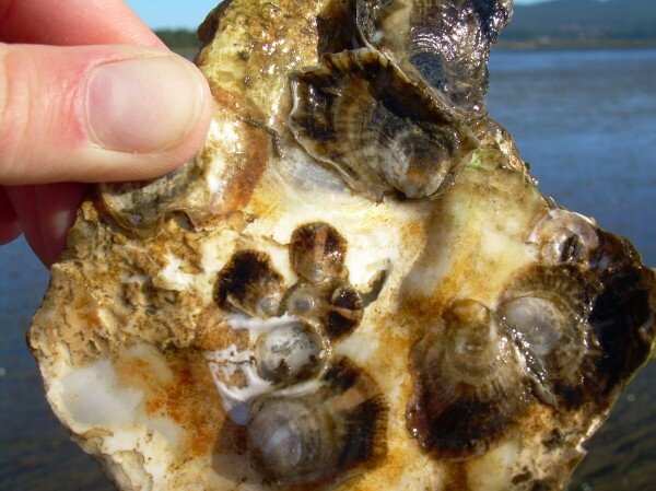 Oyster larvae
