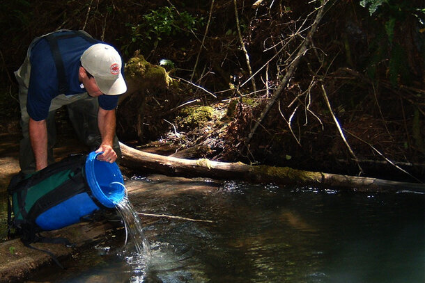 Release of salmon