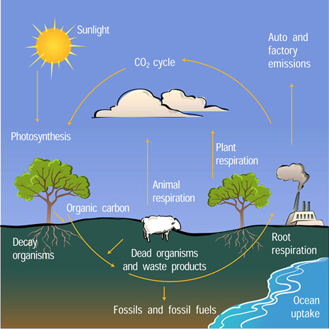 Carbon cycle