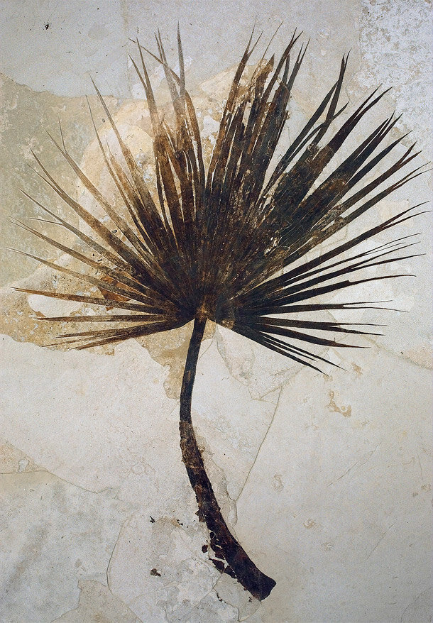 Photo of a fossilized palm frond