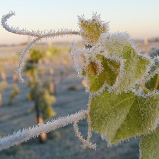Frost on grapevine