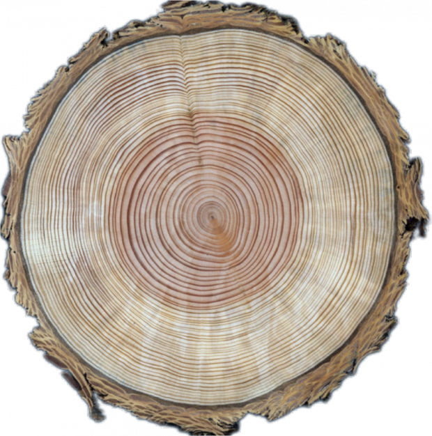 Tree rings