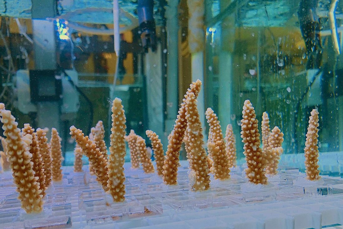 Staghorn corals growing in tank
