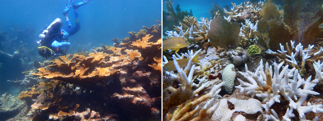 Healthy versus bleached coral