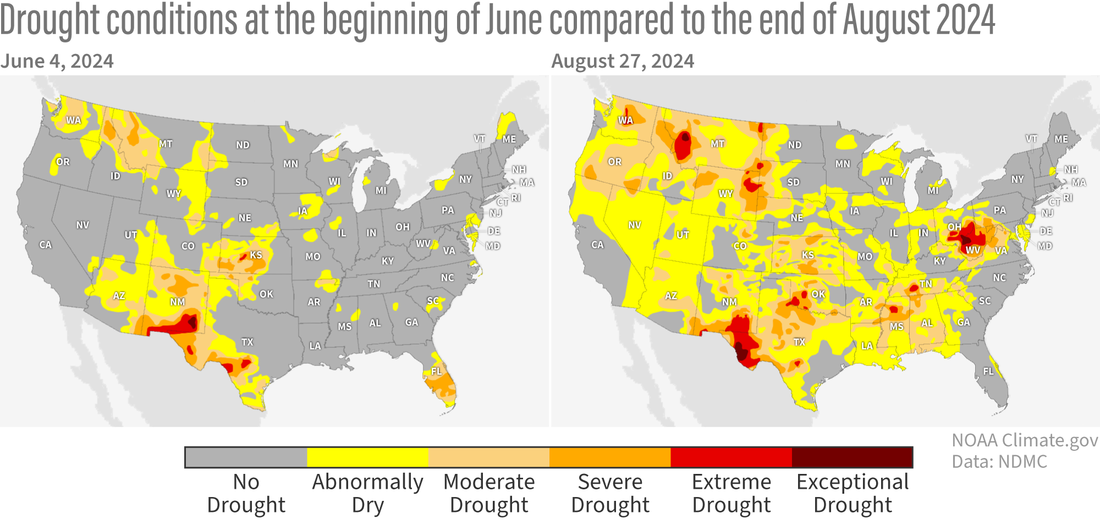 Two U.S. maps showing the increase in drought areas between June and August 2024