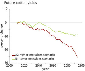 Cotton production graph
