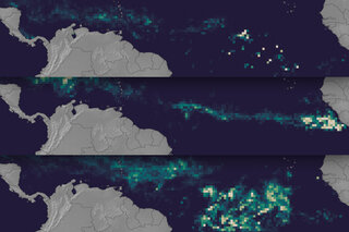 Map image for Massive bloom of seaweed in tropical Atlantic raises the risk for Caribbean, Gulf, and Florida beach impacts in coming months