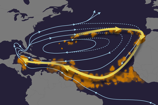Map image for Extreme climate event in North Atlantic may have kicked off Sargassum explosion a decade ago