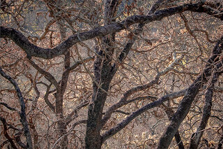 NCA5 Art photograph of an Oak Forest after a wildfire rotator