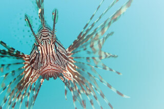 Map image for Warming Atlantic may invite greedy lionfish to North Carolina coast