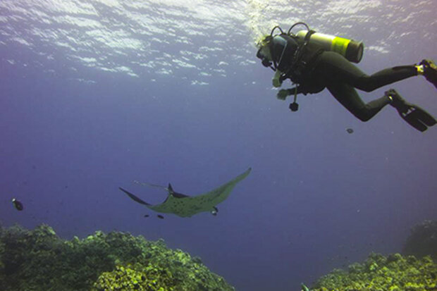 Diver with  manta ray